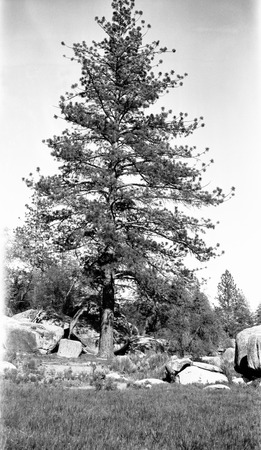 Clyde Stewart atop a yellow pine tree in Sierra Juarez