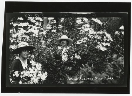 Women among wild azaleas, Pine Hills