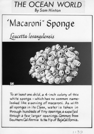 Macaroni sponge: Leucetta losangelensis (illustration from &quot;The Ocean World&quot;)