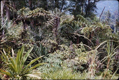 Kangup (Cyathea cyatheaceae), an edible tree fern