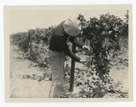 Man with berry plant, Avocado Acres