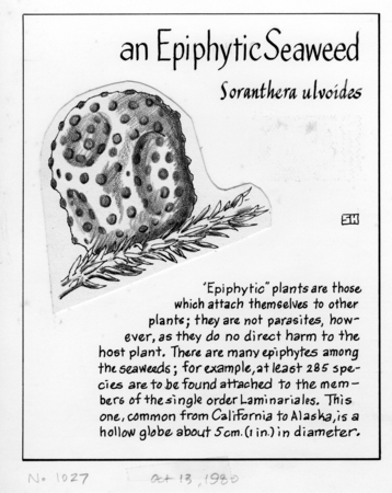 An epiphytic seaweed: Soranthera ulvoidea (illustration from &quot;The Ocean World&quot;)