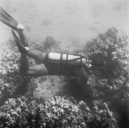 Divers observe life on the ocean floor near Vava&#39;u Island, Tonga