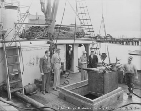 Men inspecting tuna unloaded from hold of boat docked at Cohn-Hopkins Company cannery