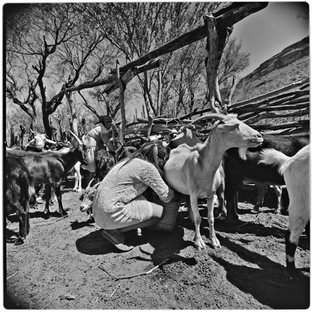 Milking goats at Rancho Pie de la Cuesta