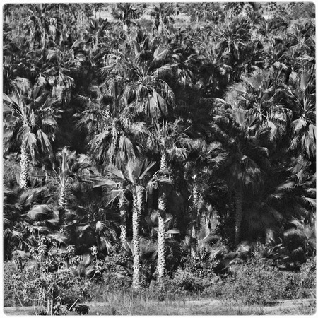 Dense palm grove in arroyo northeast of Todos Santos