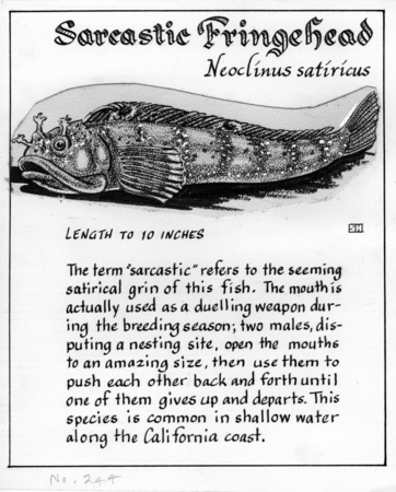 Sarcastic fringehead: Neoclinus satiricus (illustration from &quot;The Ocean World&quot;)