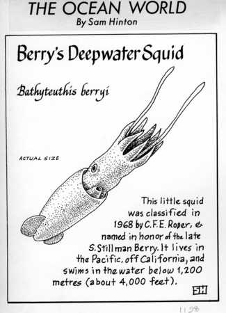 Berry&#39;s deepwater squid: Bathyteuthis berryi (illustration from &quot;The Ocean World&quot;)