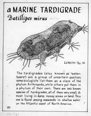 A marine tardigrade: Batillipes mirus (illustration from &quot;The Ocean World&quot;)