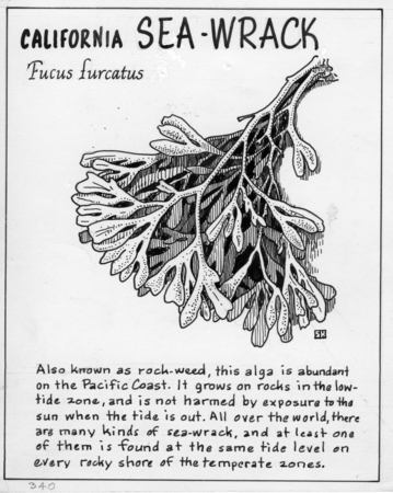 California sea-wrack: Fucus furcatus (illustration from &quot;The Ocean World&quot;)