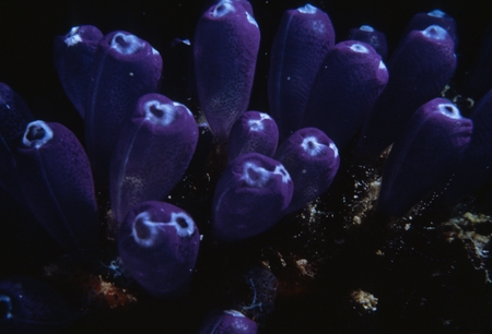 Tunicates also known as sea squirts