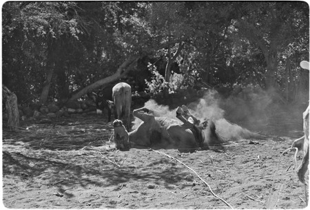 Mule rolling in the dust at Rancho San Martín