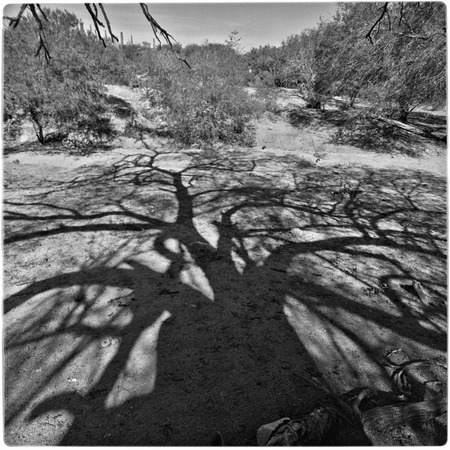 Shadows from tree branches at Rancho Los Pozos