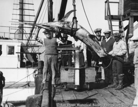 Men hoisting swordfish off boat