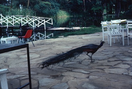 Peacock roaming grounds of a hotel/restaurant, Kenya