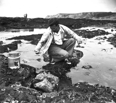 Collecting marine life on Duxbury Reef, Bolinas, Marin Co., California, 1950&#39;s