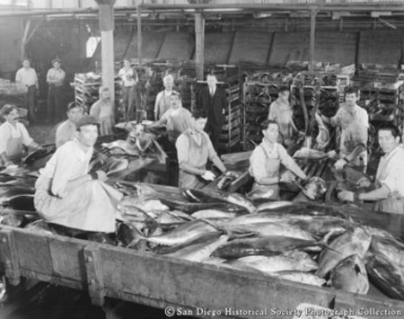 Men washing and dressing tuna at Westgate Sea Products Company cannery