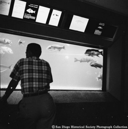 Man looking at fish in Scripps Aquarium display