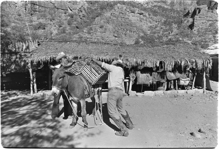 Loading cheese on mule at Rancho La Vinorama