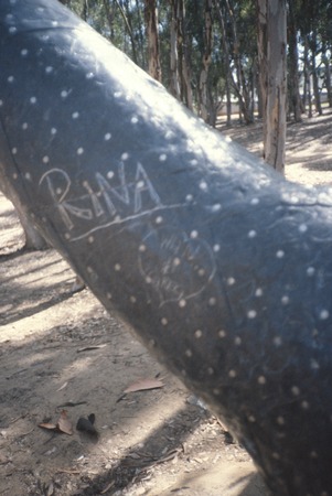 Trees: detail view of lead casing with nails and grafitti