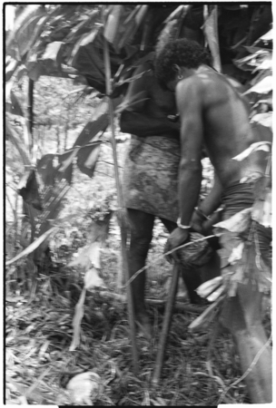 Ibaa, son of Larikeni, with stakes to ritually husk coconut.