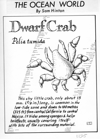 Dwarf crab: Pelia tumida (illustration from &quot;The Ocean World&quot;)