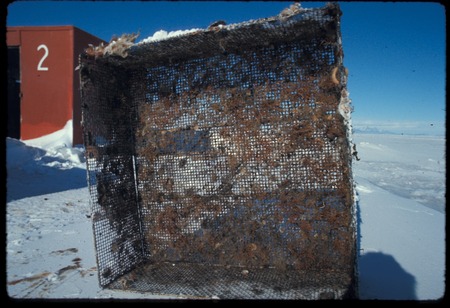 Exclusion cage after six years of growth, used by Paul Dayton in his study of the McMurdo Sound benthic community. Antarct...