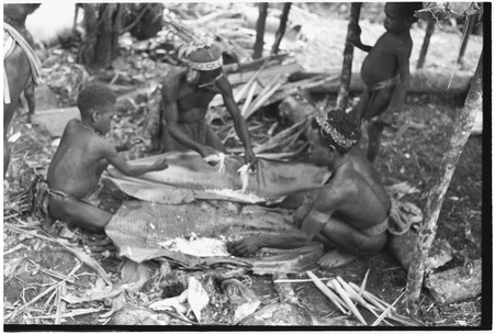 Pig festival, pig sacrifice, Tsembaga: abrogation of taboos, foods for ritual meal placed on banana leaves for cooking