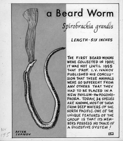 A beard worm: Spirobrachia grandis (illustration from &quot;The Ocean World&quot;)