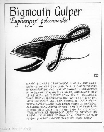 Bigmouth gulper: Eurypharynx pelecanoides (illustration from &quot;The Ocean World&quot;)