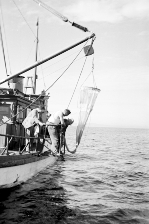Hauling in a plankton net at sea aboard R/V Scripps