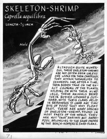 Skeleton-shrimp: Caprella aequilibra (illustration from &quot;The Ocean World&quot;)