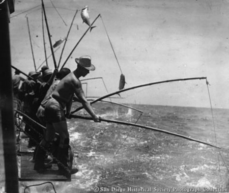 Fishermen standing on metal rack on side of boat landing tuna with bamboo poles