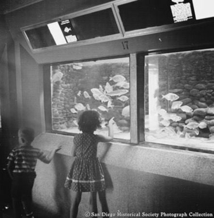 Children looking at fish in Scripps Aquarium display