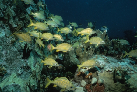 Fishes and coral reef scene