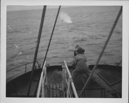 Whale catcher ship crewman firing a harpoon with exploding grenade at a whale, working with the Japanese Hashidate Maru wh...