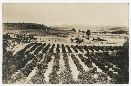 Citrus groves in El Cajon valley