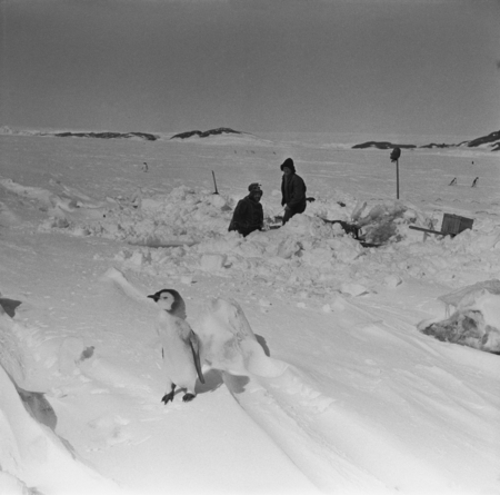 Alexander F. Pushkin and Eugene N. Gruzov cleaning dive hole after blizzard, with penguin