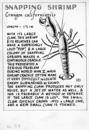 Snapping shrimp: Crangon californiensis (illustration from &quot;The Ocean World&quot;)
