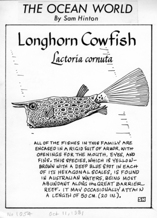 Longhorn cowfish: Lactoria cornuta (illustration from &quot;The Ocean World&quot;)
