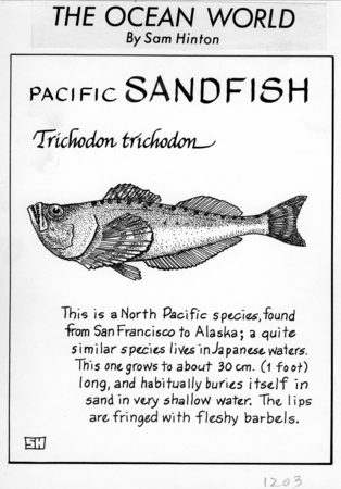 Pacific sandfish: Trichodon trichodon (illustration from &quot;The Ocean World&quot;)