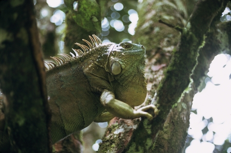 Tame tree iguana, Institute of Tropical Studies, Turrialba, Costa Rica