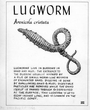 Lugworm: Arenicola cristata (illustration from &quot;The Ocean World&quot;)