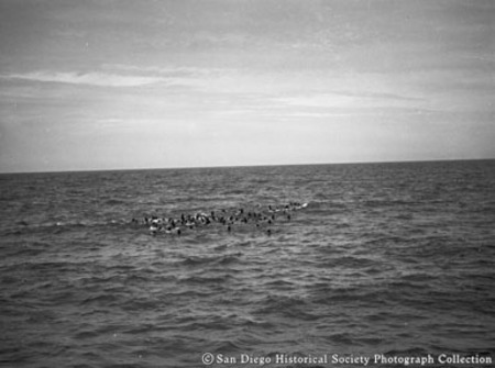 Pelicans on Pacific Ocean off coast of Baja California, Mexico