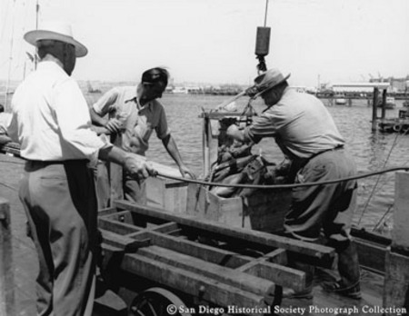 Weighing tuna for fish dealer on San Diego waterfront
