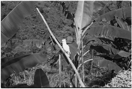 Fainjur: garden with banana trees, white cockatoo
