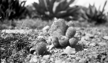 Button cactus south of Cerro Ortíz