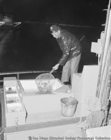 Man scooping bait into tank on board Sportfisher IV