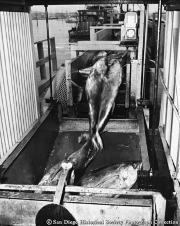 Conveying tuna through trough at San Diego cannery