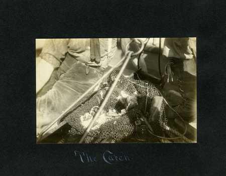 The catch - referring to specimens caught near the Los Coronados Islands. The Alexander Agassiz Expedition (1907) was the ...